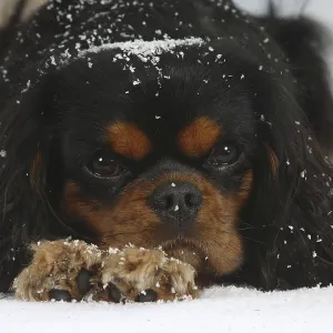 Cavalier King Charles Spaniel, black-brown Cavalier King Charles Spaniel, black-brown