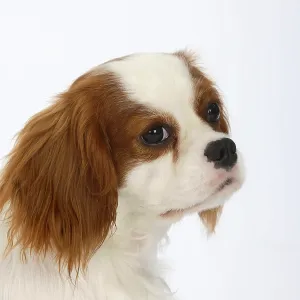 Cavalier King Charles Spaniel, blenheim, 11 months