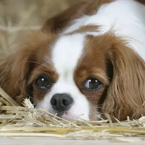 Cavalier-King-Charles-Spaniel, Blenheim Cavalier-King-Charles-Spaniel, Blenheim
