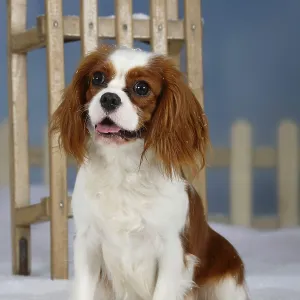 Cavalier-King-Charles-Spaniel, Blenheim