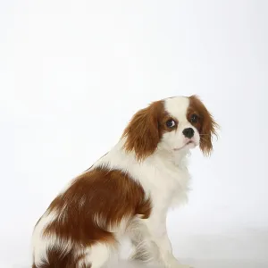 Cavalier King Charles Spaniel, blenheim Cavalier King Charles Spaniel, blenheim