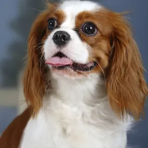 Cavalier-King-Charles-Spaniel, Blenheim Cavalier-King-Charles-Spaniel, Blenheim