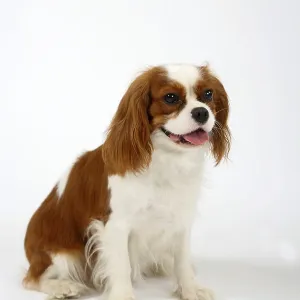Cavalier-King-Charles-Spaniel, Blenheim Cavalier-King-Charles-Spaniel, Blenheim