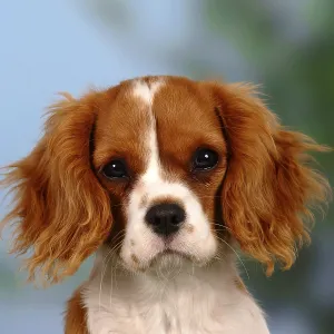 Cavalier King Charles Spaniel, Blenheim, 5 months