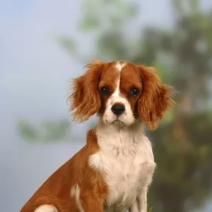 Cavalier King Charles Spaniel, Blenheim, 5 months Cavalier King Charles Spaniel, Blenheim, 5 months