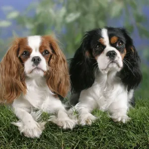 Cavalier King Charles Spaniel, Blenheim and tricolour
