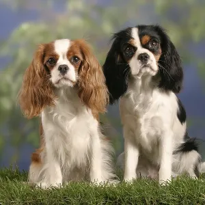Cavalier King Charles Spaniel, Blenheim and tricolour