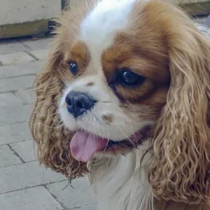 Cavalier King Charles Spaniel on a city street Cavalier King Charles Spaniel on a city street