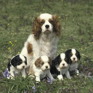 Cavalier King Charles Spaniel dog