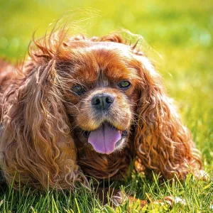 Cavalier King Charles Spaniel domestic dog (Canis lupus familiaris) in a meadow Cavalier King Charles Spaniel domestic dog (Canis lupus familiaris) in a meadow
