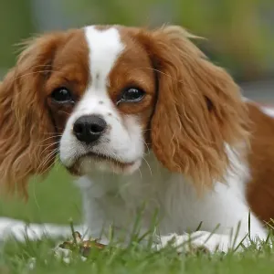 Cavalier King Charles Spaniel, kitten