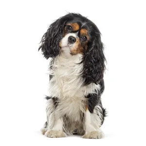 Cavalier King Charles Spaniel looking at the camera head tilted Cavalier King Charles Spaniel looking at the camera head tilted