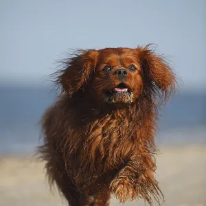 Cavalier King Charles Spaniel, male