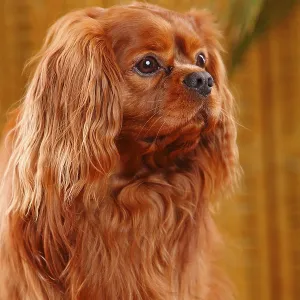 Cavalier King Charles Spaniel, male, ruby red