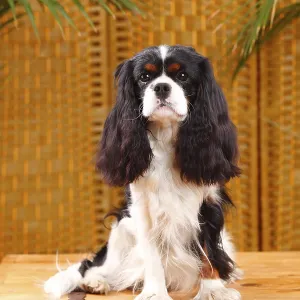 Cavalier King Charles Spaniel Male Tricolour Print