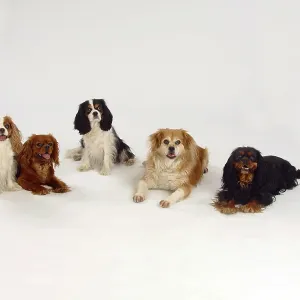 Cavalier King Charles Spaniel and mixed breed dog
