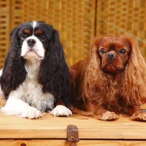 Cavalier King Charles Spaniel, pair