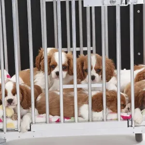 Cavalier King Charles Spaniel Puppies Print