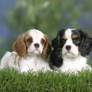 Cavalier King Charles Spaniel, puppies