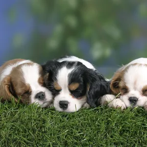 Cavalier King Charles Spaniel puppies
