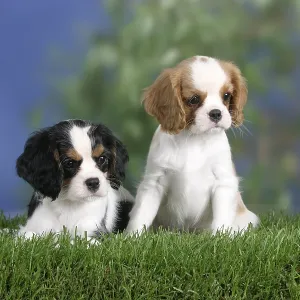 Cavalier King Charles Spaniel, puppies