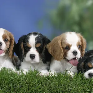 Cavalier King Charles Spaniel puppies