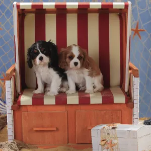Cavalier King Charles Spaniel, puppies