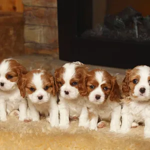Cavalier King Charles Spaniel, puppies