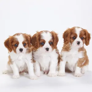 Cavalier King Charles Spaniel, puppies, blenheim Cavalier King Charles Spaniel, puppies, blenheim