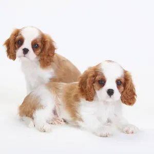 Cavalier King Charles Spaniel, puppies, blenheim
