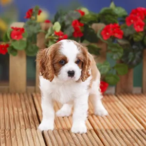 Cavalier King Charles Spaniel, puppy