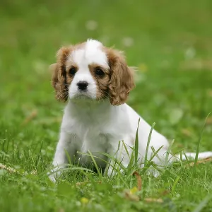 Cavalier King Charles Spaniel, puppy