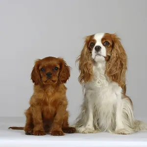 Cavalier King Charles Spaniel with puppy