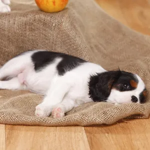 Cavalier King Charles Spaniel, puppy