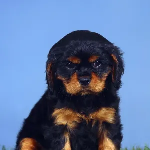 Cavalier King Charles Spaniel, puppy Cavalier King Charles Spaniel, puppy
