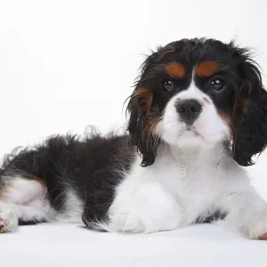 Cavalier King Charles Spaniel, puppy Cavalier King Charles Spaniel, puppy