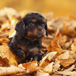 Cavalier King Charles Spaniel, puppy