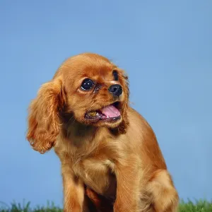 Cavalier King Charles Spaniel Print - 4 Month Ruby Puppy