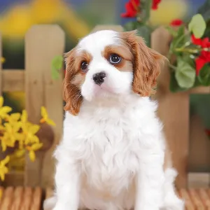 Blenheim Cavalier King Charles Spaniel Puppy Print, 8 Weeks