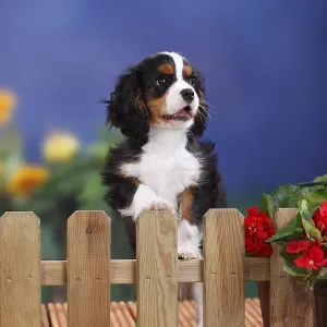 Cavalier King Charles Spaniel, puppy