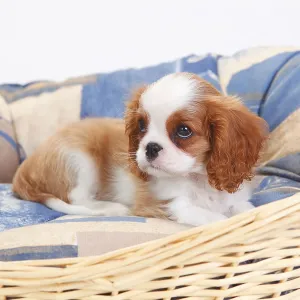 Cavalier King Charles Spaniel, puppy