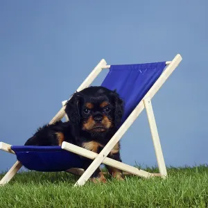 Cavalier King Charles Spaniel, puppy Cavalier King Charles Spaniel, puppy