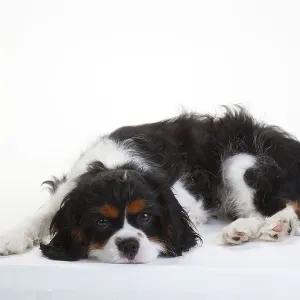 Cavalier King Charles Spaniel, puppy Cavalier King Charles Spaniel, puppy
