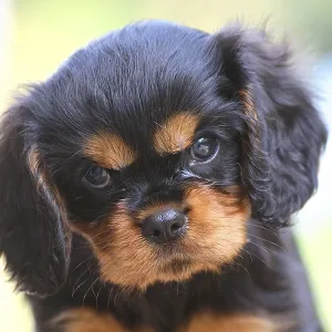 Cavalier King Charles Spaniel, puppy