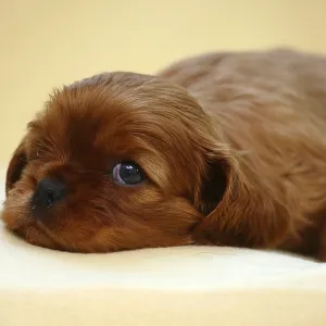 Cavalier King Charles Spaniel, puppy