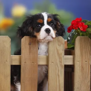 Cavalier King Charles Spaniel, puppy