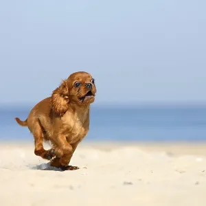 Cavalier King Charles Spaniel, puppy Cavalier King Charles Spaniel, puppy