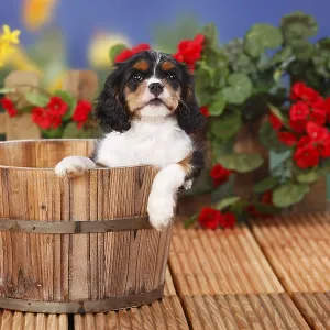 Cavalier King Charles Spaniel, puppy Cavalier King Charles Spaniel, puppy