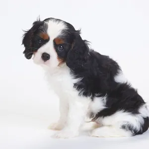 Cavalier King Charles Spaniel, puppy Cavalier King Charles Spaniel, puppy