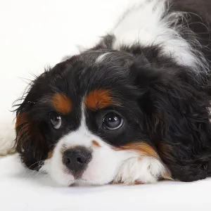 Cavalier King Charles Spaniel, puppy Cavalier King Charles Spaniel, puppy